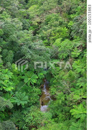長尾橋から見たやんばるの森 100153863