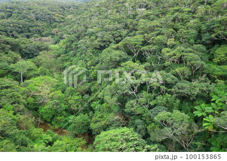 長尾橋から見たやんばるの森 長尾橋から見たやんばるの森 100153865