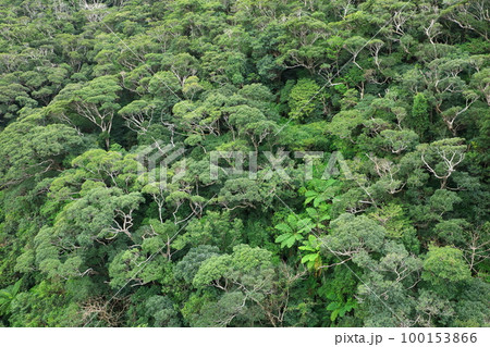 長尾橋から見たやんばるの森 100153866