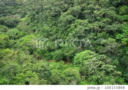 長尾橋から見たやんばるの森 100153868