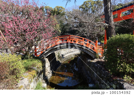 京都にある神社：下鴨神社境内にある梅の花と御手洗池と太鼓橋 100154392