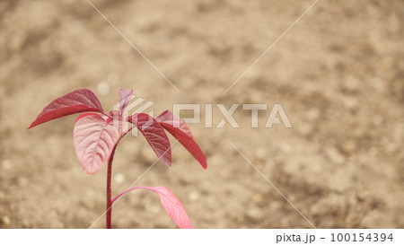 Fresh green sprouts of vegetables in spring on the field, soft focus. Growing young green seedling sprouts in cultivated agricultural farm field. Agricultural scene with red sprouts in soil. 100154394