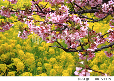 川津桜と菜の花 大井松田1 川津桜と菜の花 大井松田1 100154419