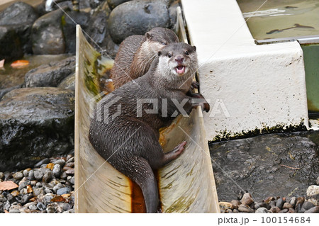 カメラ目線のコツメカワウソ 100154684