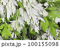 水に浸ったヨモギの葉 100155098