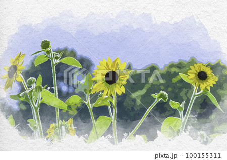 水彩画風 鞆の浦 夏イメージ ひまわり 広島県福山市 水彩画風 鞆の浦 夏イメージ ひまわり 広島県福山市 100155311