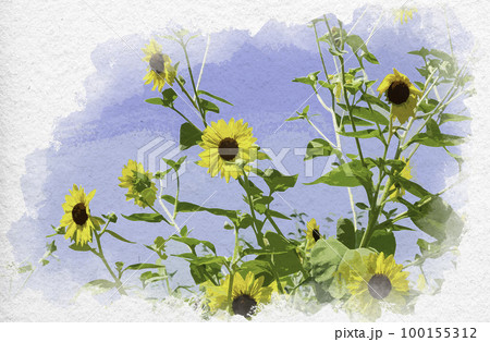 水彩画風 鞆の浦 夏イメージ ひまわり 広島県福山市 水彩画風 鞆の浦 夏イメージ ひまわり 広島県福山市 100155312
