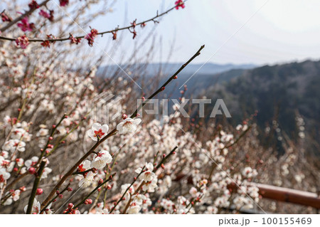 月ヶ瀬梅林 月ヶ瀬梅林 100155469