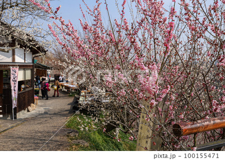 月ヶ瀬梅林 月ヶ瀬梅林 100155471