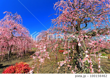 【三重県】梅が満開の鈴鹿の森庭園 100156462