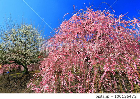 【三重県】梅が満開の鈴鹿の森庭園 100156475