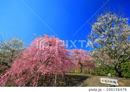 【三重県】梅が満開の鈴鹿の森庭園 【三重県】梅が満開の鈴鹿の森庭園 100156476