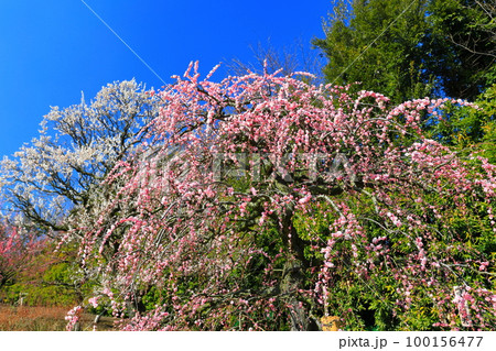 【三重県】梅が満開の鈴鹿の森庭園 100156477