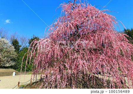 【三重県】梅が満開の鈴鹿の森庭園と鈴鹿山脈 100156489