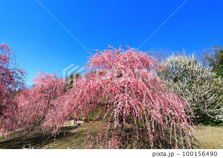 【三重県】梅が満開の鈴鹿の森庭園 【三重県】梅が満開の鈴鹿の森庭園 100156490