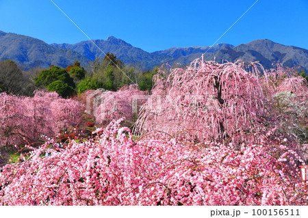 【三重県】梅が満開の鈴鹿の森庭園と鈴鹿山脈 【三重県】梅が満開の鈴鹿の森庭園と鈴鹿山脈 100156511