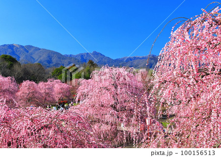 【三重県】梅が満開の鈴鹿の森庭園と鈴鹿山脈 【三重県】梅が満開の鈴鹿の森庭園と鈴鹿山脈 100156513