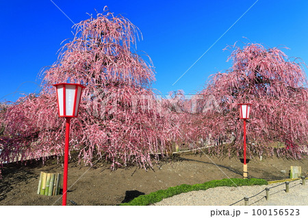 【三重県】梅が満開の鈴鹿の森庭園 【三重県】梅が満開の鈴鹿の森庭園 100156523
