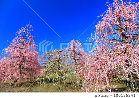 【三重県】梅が満開の鈴鹿の森庭園 【三重県】梅が満開の鈴鹿の森庭園 100156541