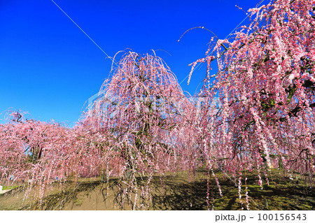 【三重県】梅が満開の鈴鹿の森庭園 100156543