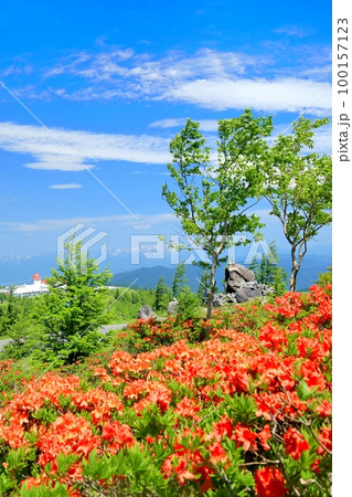 美ヶ原高原のレンゲツツジ 100157123