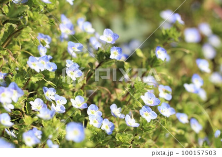 春の訪れを知らせる水色の小さな花「オオイヌノフグリ」 春の訪れを知らせる水色の小さな花「オオイヌノフグリ」 100157503