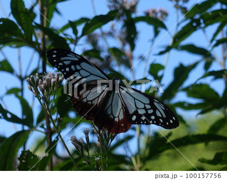 アサギマダラ　チョウ　蝶 100157756