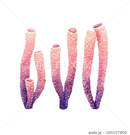A set of sponge tube corals. Watercolor illustration isolated on white background 100157809