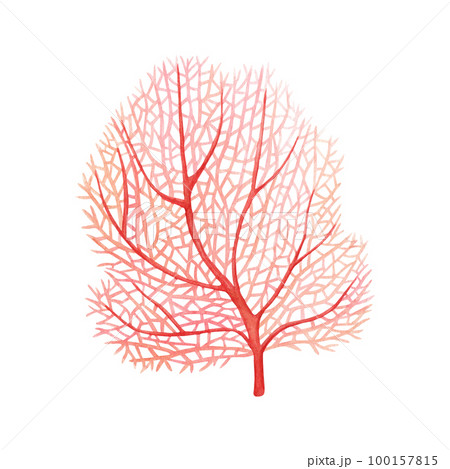 Red sea fan coral. Watercolor illustration isolated on white background 100157815
