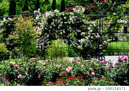 いばらきフラワーパークへ行きました　＃92 100158171