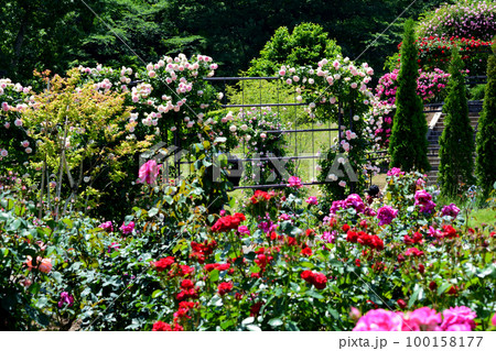 いばらきフラワーパークへ行きました　＃98 100158177