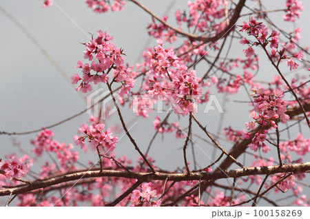 Phaya suae flower  100158269