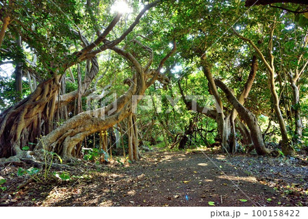 奄美大島 芦花部の神秘的なガジュマル 奄美大島 芦花部の神秘的なガジュマル 100158422
