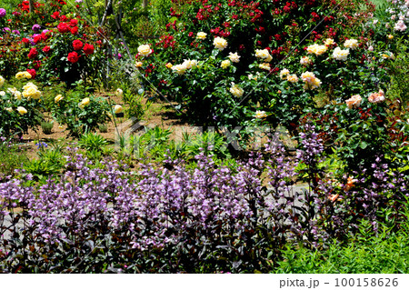 いばらきフラワーパークへ行きました　＃106 100158626