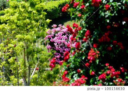 いばらきフラワーパークへ行きました　＃109 100158630