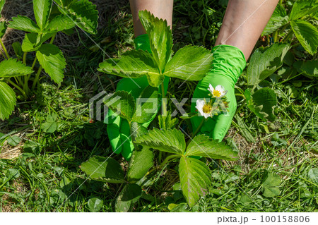 Female gardener in gloves examines flowering strawberry bush. Female gardener in gloves examines flowering strawberry bush. 100158806
