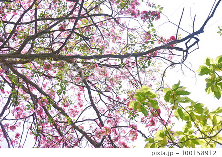 Pink Trumpet (Tabebuia Rosea) flowers in full bloom on blue sky Bangkok, Thailand 100158912