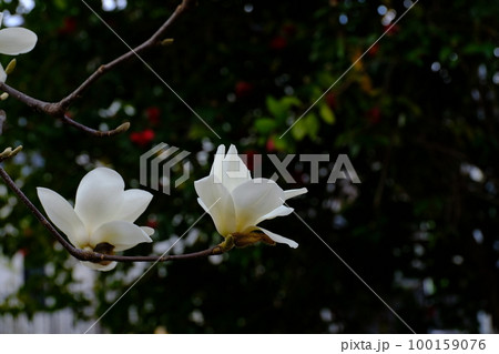 天を衝くハクモクレンの花 東京都町田市 芹が谷公園 天を衝くハクモクレンの花 東京都町田市 芹が谷公園 100159076