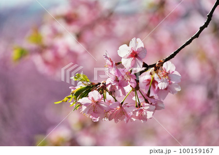 河津桜 河津桜 100159167