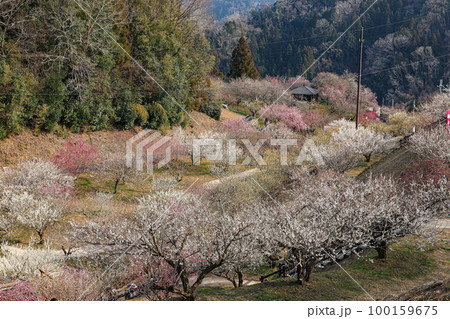 月ヶ瀬梅林 月ヶ瀬梅林 100159675