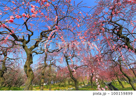【三重県】いなべ梅林公園の満開の梅 【三重県】いなべ梅林公園の満開の梅 100159899