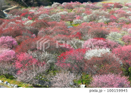 【三重県】いなべ梅林公園の満開の梅 【三重県】いなべ梅林公園の満開の梅 100159945