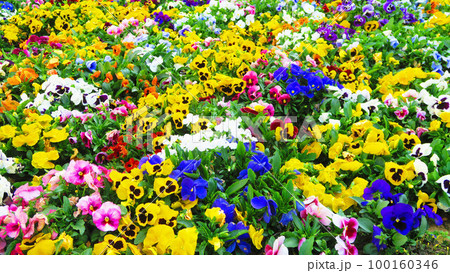 花壇の風景 花壇の風景 100160346