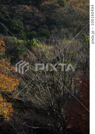 鳥取　四季の散歩　板井原集落 100160494
