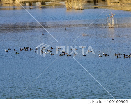 川にいるカワウの群れ 100160906