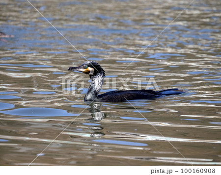 川で魚を捕まえる為に泳いでいるカワウ 100160908