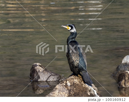 川の中にある岩の上に居るカワウ 100160912