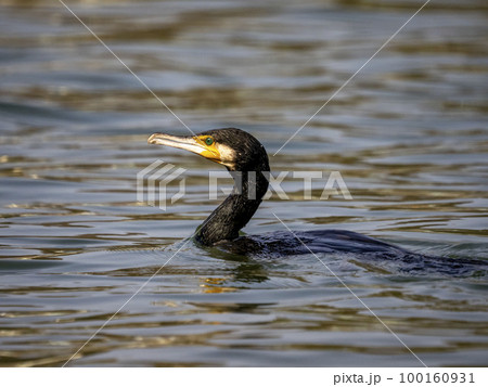 川で魚を捕まえる為に泳いでいるカワウ 100160931