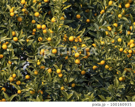 たくさん実ったキンカンの実 100160935