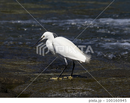 川でエサの小魚(シロウオ)を探すコサギ 川でエサの小魚(シロウオ)を探すコサギ 100160945